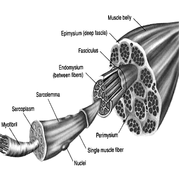 muscle.tubules