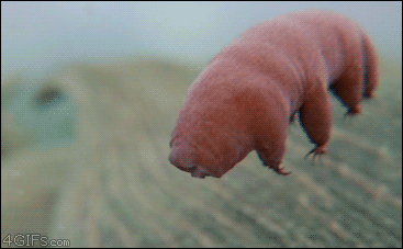 tardigrade-swimming